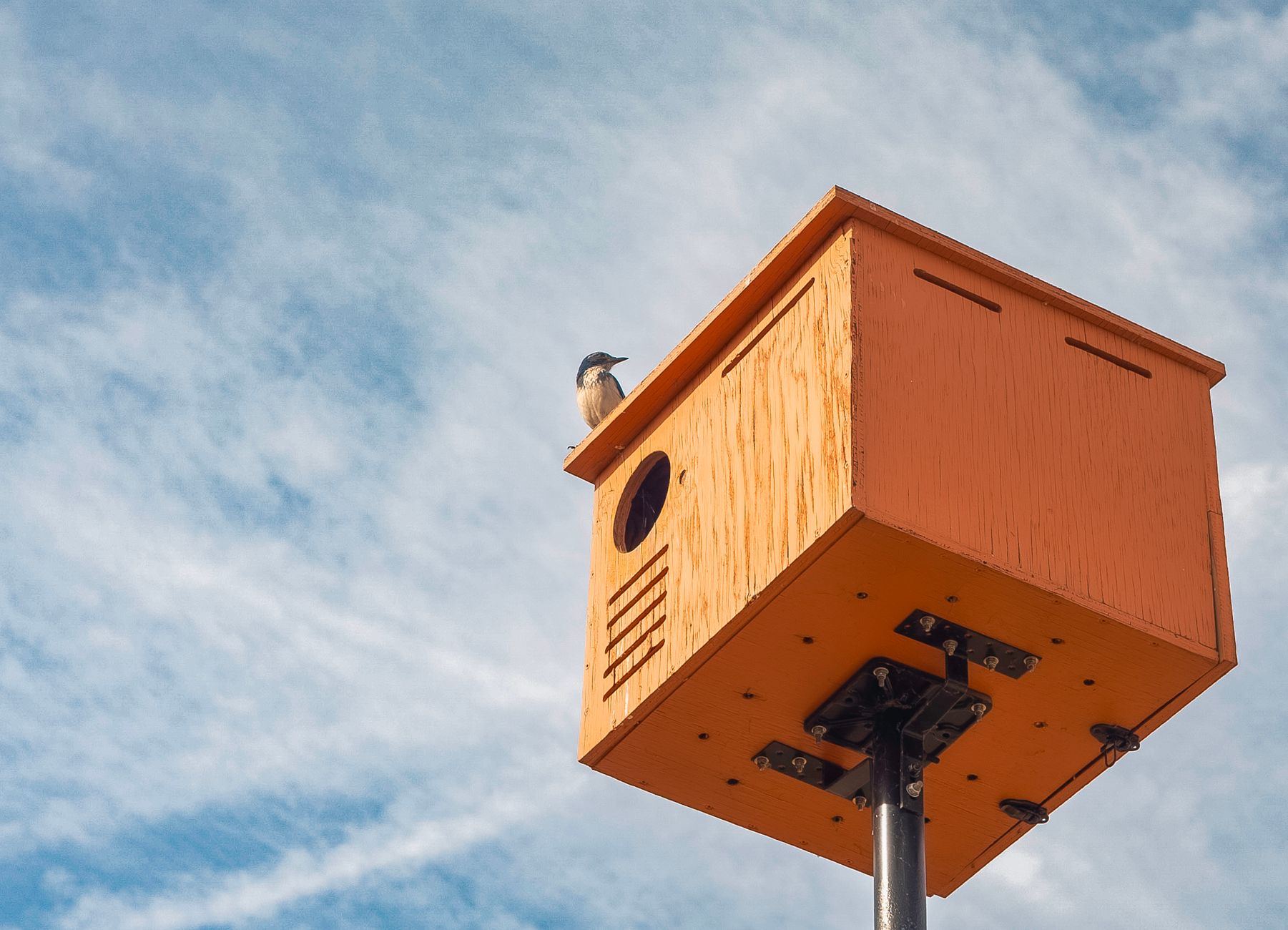 A bird perched on an orange birdhouse against a clear sky in Temecula, CA